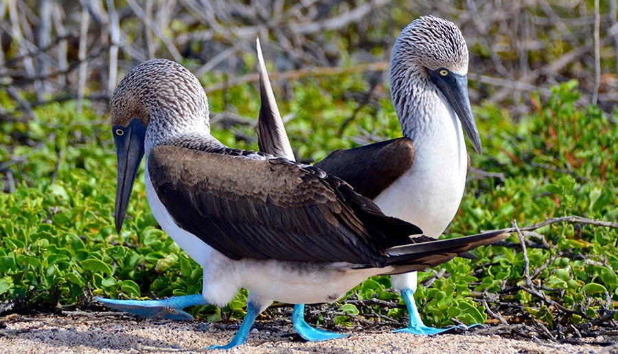 Simuladores Completos Guías Especializados de Galápagos